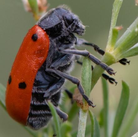 Lachnaia pubescens
